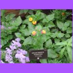 Dwarf French Marigold.jpg